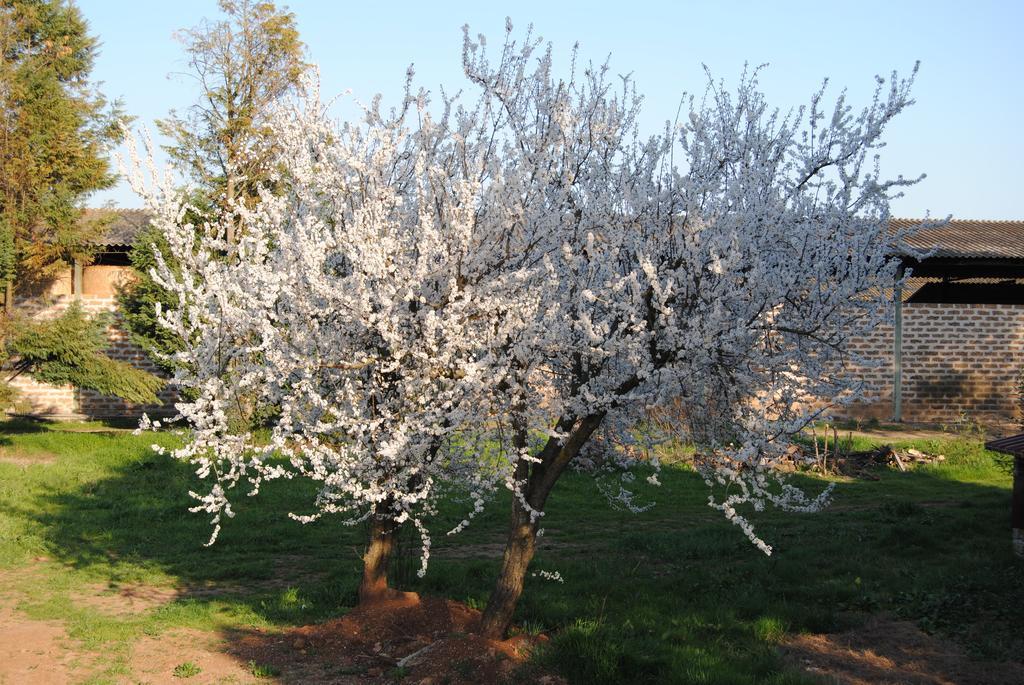 Fattoria Lucciano Villa Borghetto  Kültér fotó