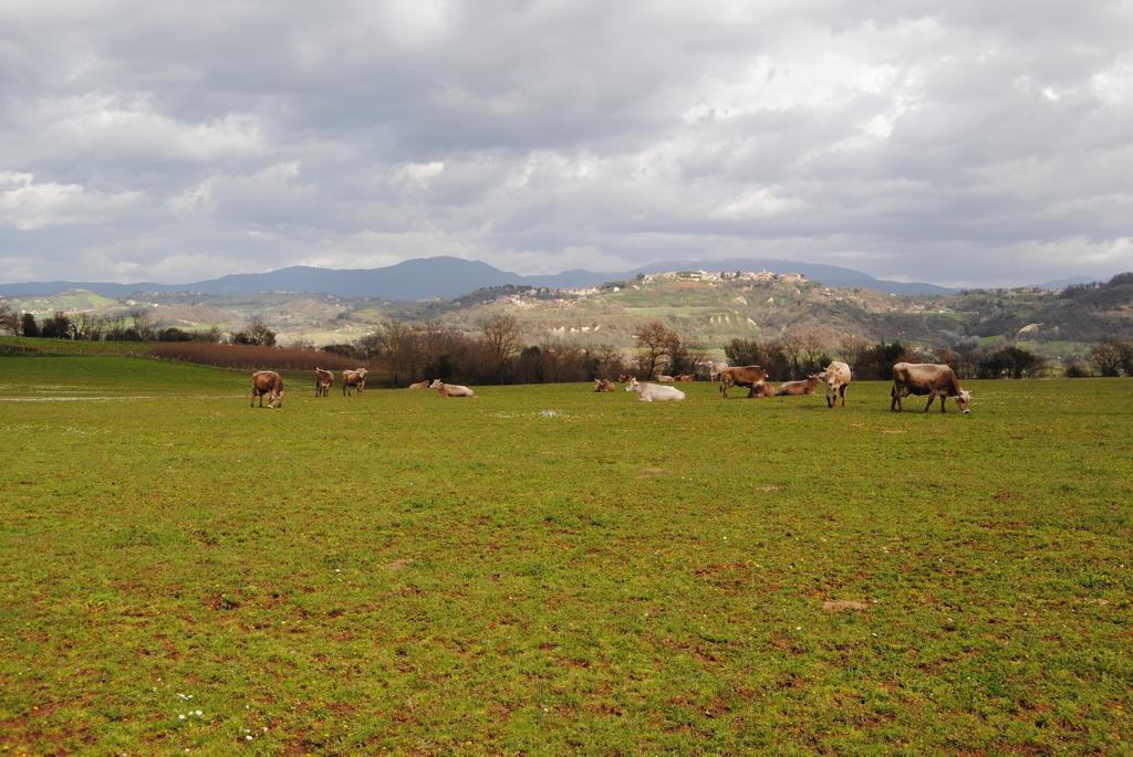 Fattoria Lucciano Villa Borghetto  Kültér fotó